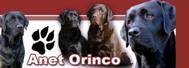 Anet Orinco