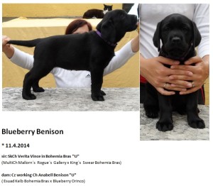 blueberry w