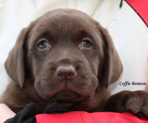 Coffie hlava